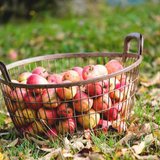 Honeycrisp Apple