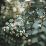 Eucalyptus Rain