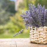 Lavender Woods Car Diffuser