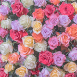Fresh Cut Roses Car Diffuser